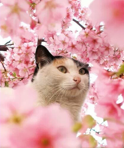 花 猫咪