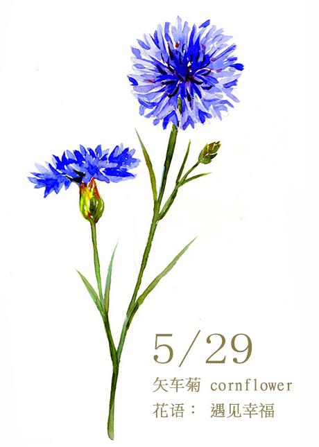 29 矢车菊 cornflower 花语:纤细,优雅,遇见幸福,单身的幸福,再生