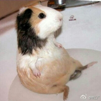 荷兰猪洗澡