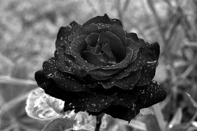 这是黑玫瑰吗
