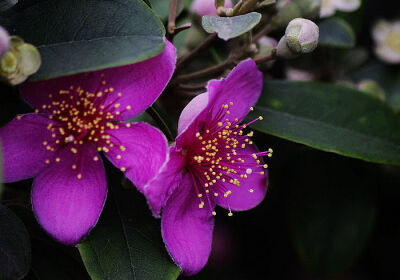 名:rhodomyrtus tomentosa,别名:哆尼,岗菍,山菍,多莲,当梨根,稔子树