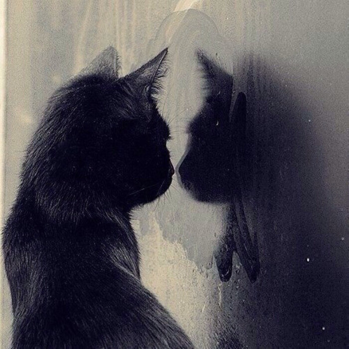 猫 忧郁 静谧 另类 孤独 头像 反光