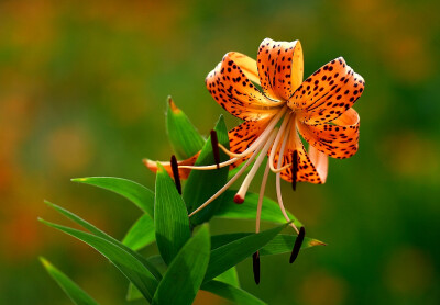 2生日花:虎皮百合(tiger lily) 花语:照料(kindness)9世纪过着隐居