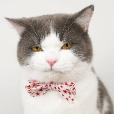 一只帅帅的肥猫头像