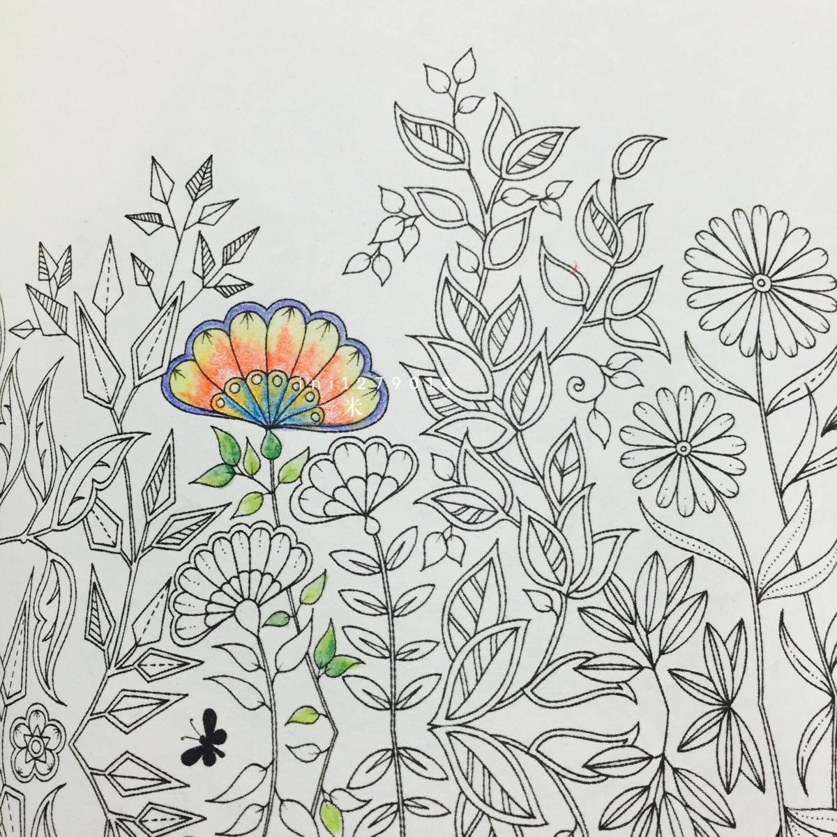 秘密花园填色手绘彩铅