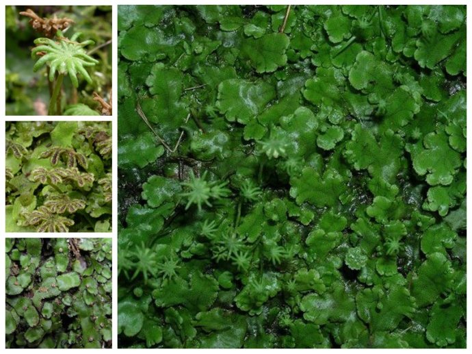 地钱marchantia Polymorpha 地钱科苔纲地钱目的代表种 是1753年由林奈命名的苔类植物之一 广布于全世界 多生长在阴湿土坡草丛下或溪边碎石上 有时也生长水稻田埂和乡间房屋附近 可用于清热解毒 堆糖 美图壁纸兴趣社区