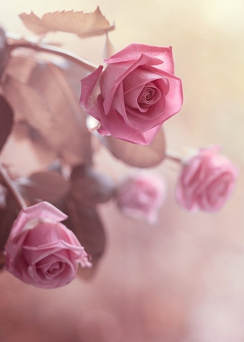 唯美图片「粉色玫瑰」