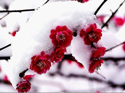 傲雪寒梅