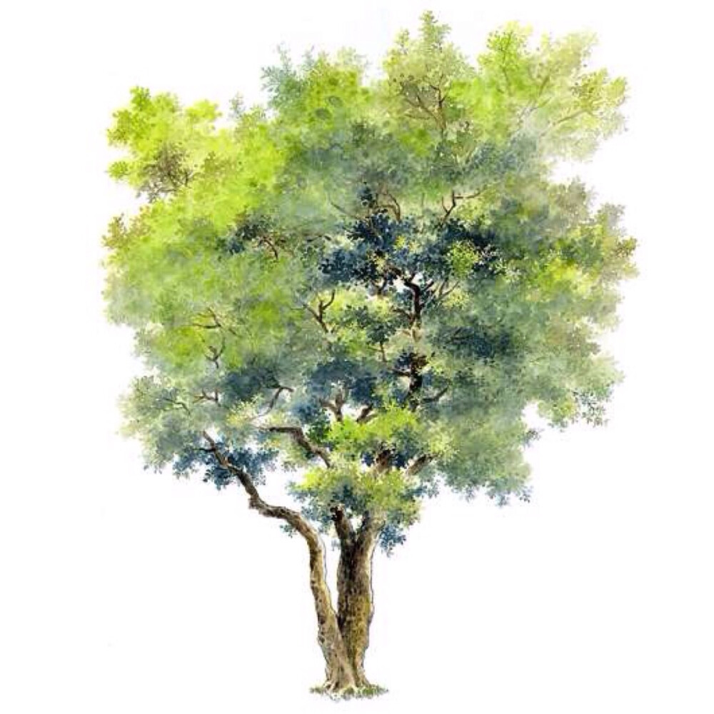 清新水彩画 手绘 树木 植物 绿意 自然风景 清新淡雅 唯美插画