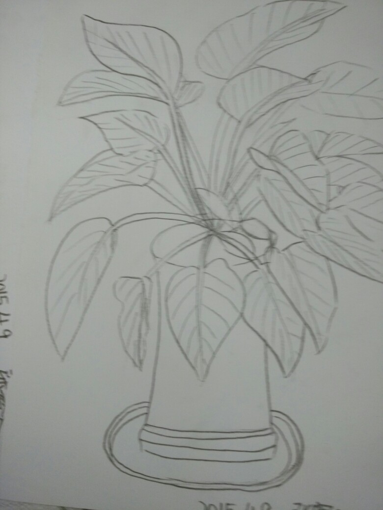 写生植物