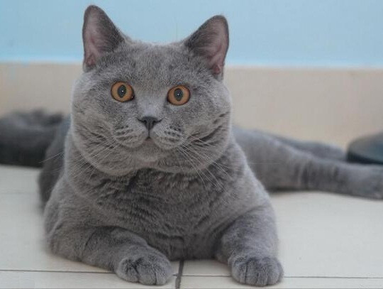 卡尔特猫,又叫夏特尔蓝猫,英文名chartreux.