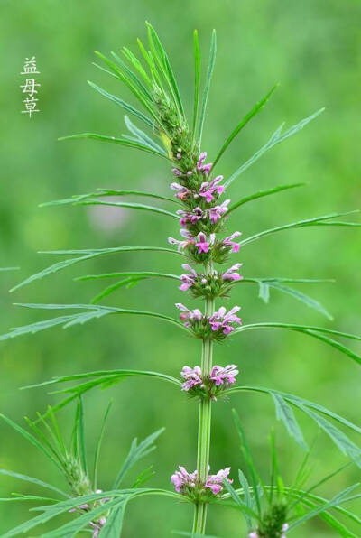 稀奇古怪的花 堆糖,美图壁纸兴趣社区