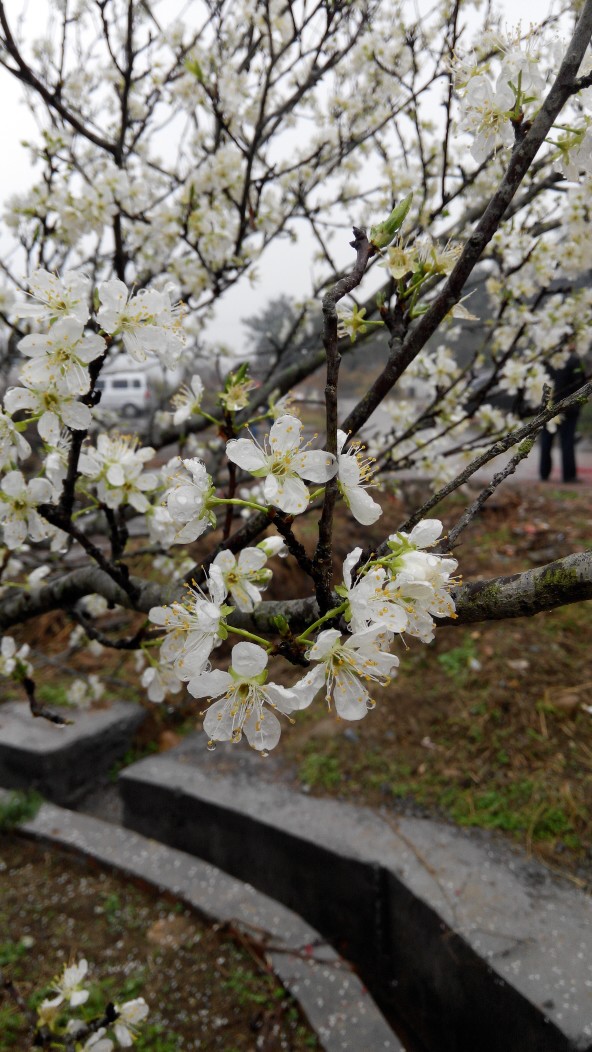 梨花