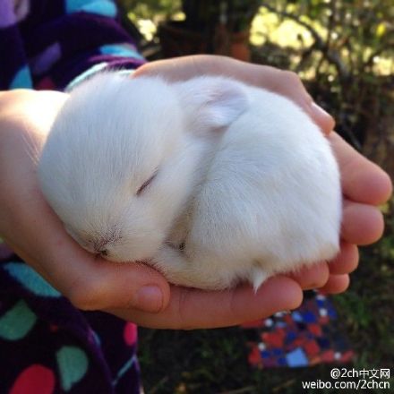 可爱 蠢萌 萌 宠物 动物 兔子~ 刚出生11天的小兔子