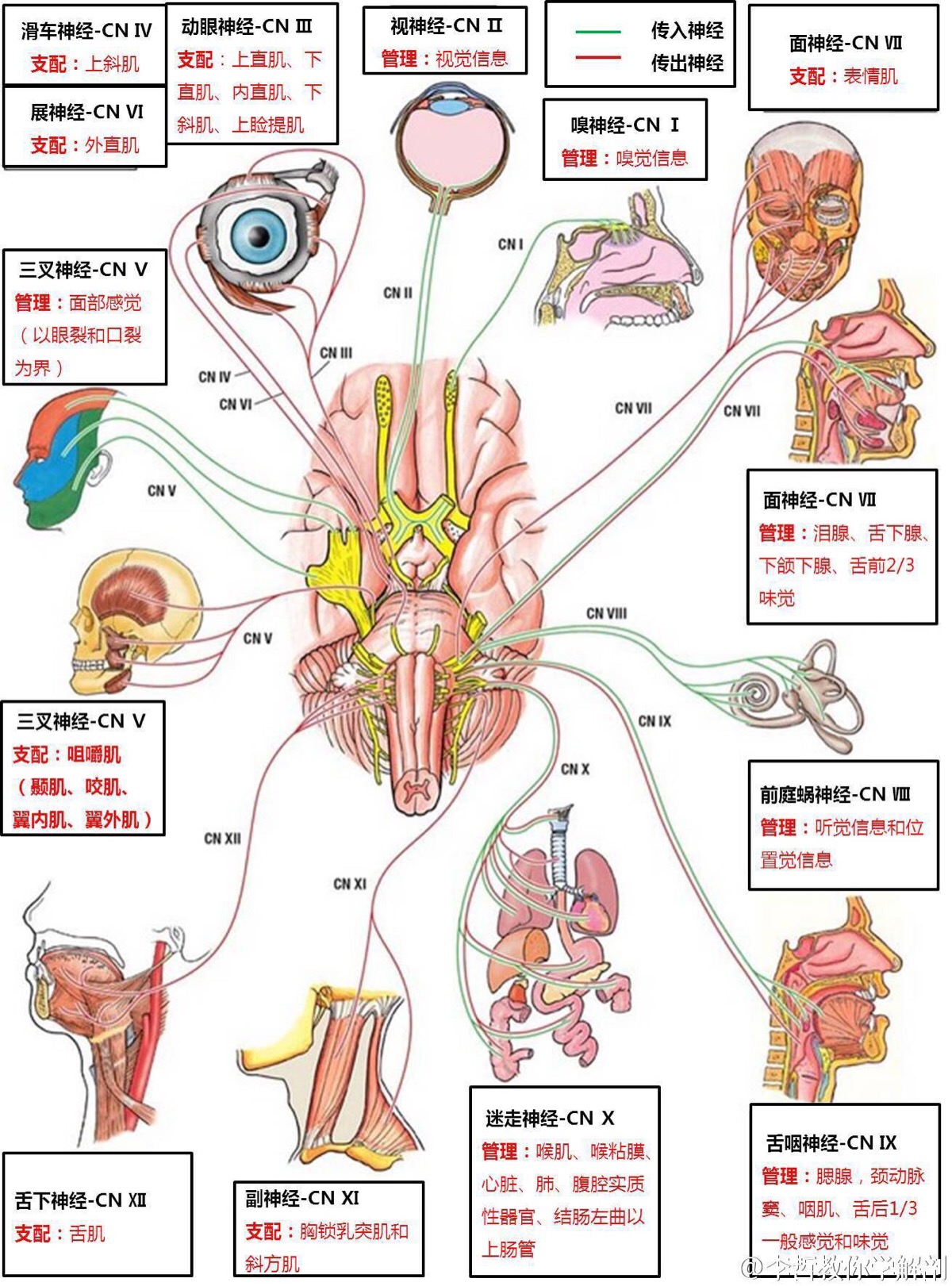 人体神经系统示意图-人体解剖图,_医学图库