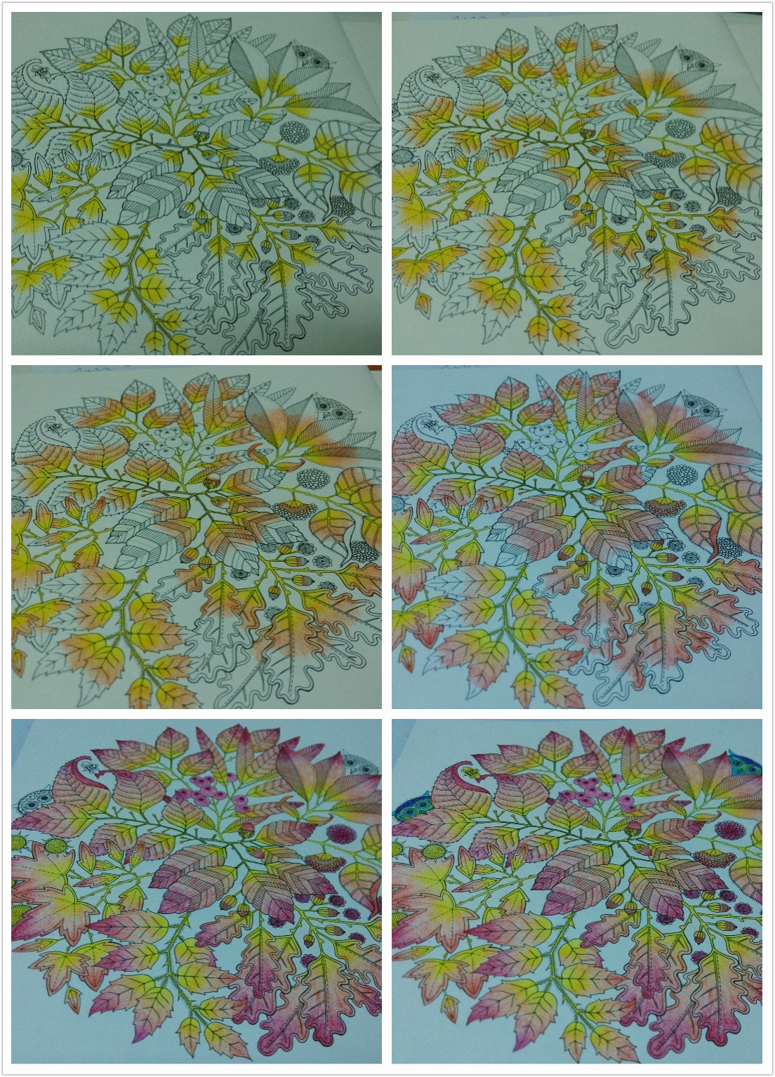 秘密花园 涂色 填色 彩铅画