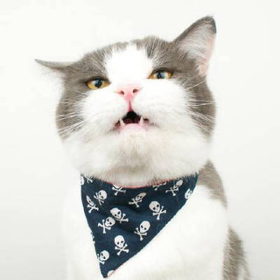 酷炫的猫咪