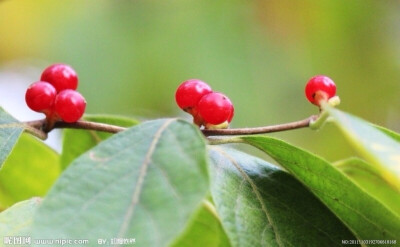 花草素材——浆果类(照片)