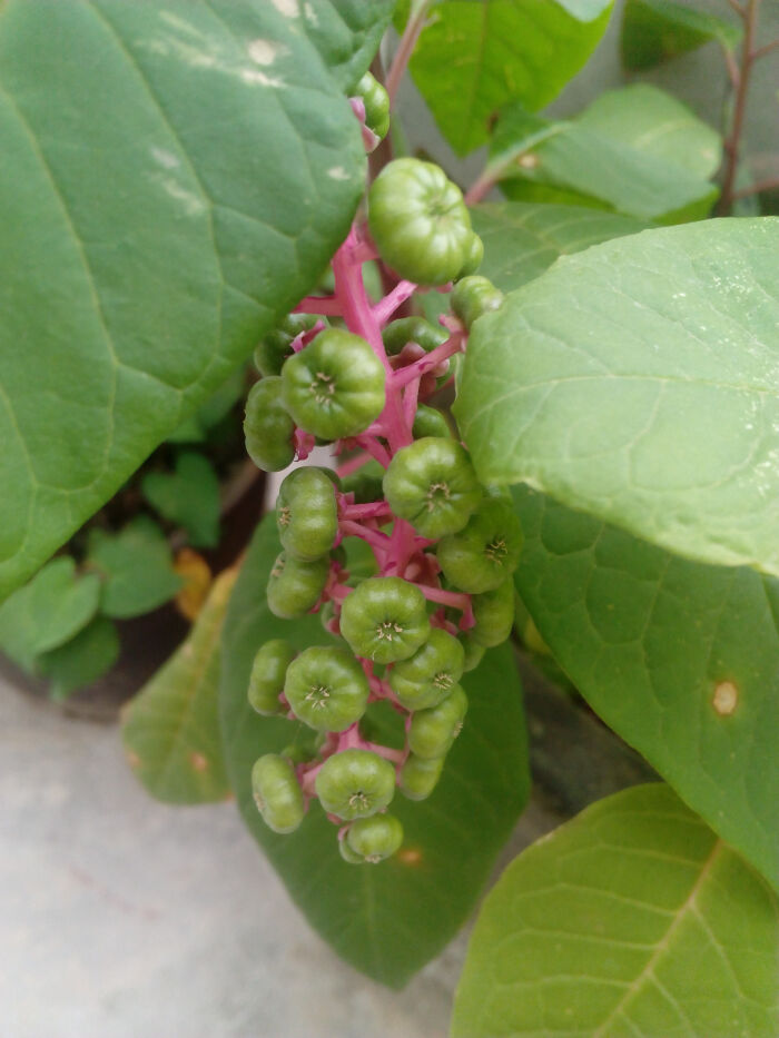 商陆(phytolacca acinosa roxb,商陆科,商陆属多年生粗壮草本植物.