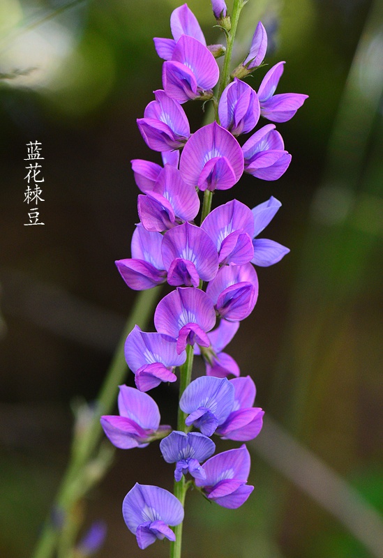 山西植物 繁峙县五台山 by绿色-西农