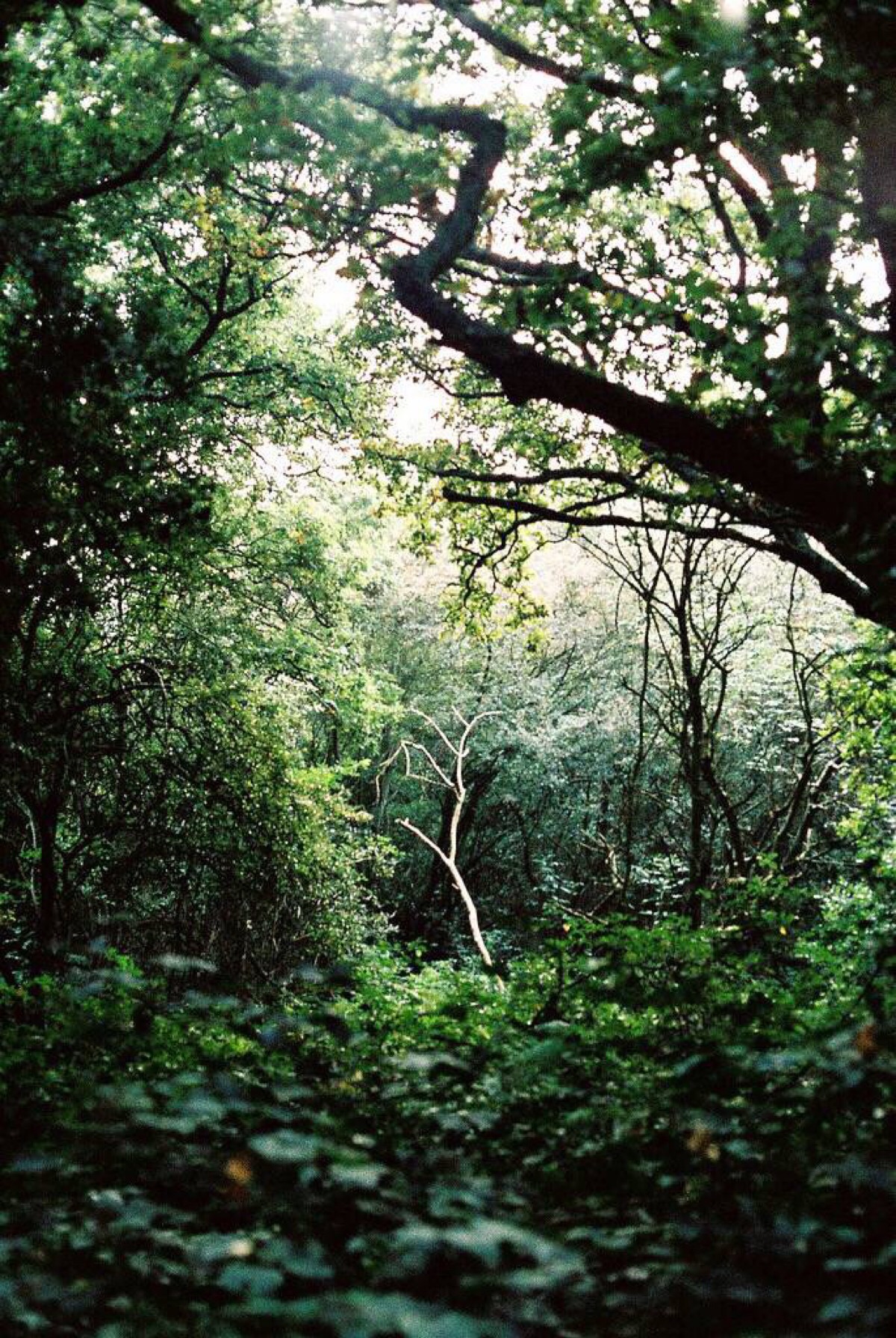 风景壁纸 森系