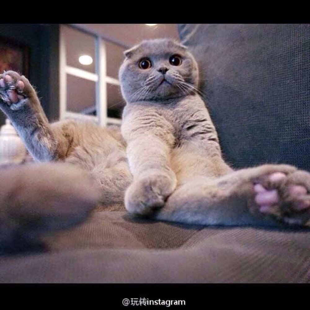 苏格兰折耳猫,好可爱