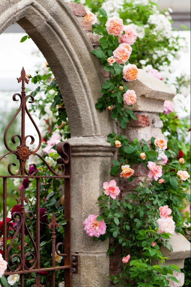 玫瑰,月季,蔷薇,开在我窗前门外院子里.
