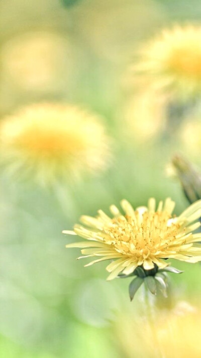 星空物语#花花草草#碧海蓝天 风景文字插画锁屏高清手机壁纸