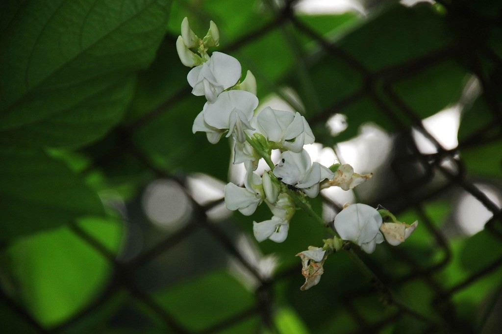 sweet 蝶形花科 fabaceae 扁豆属