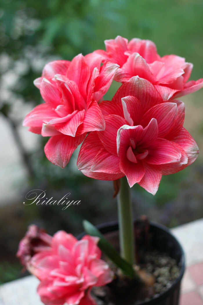 {.朱顶红-双梦.}母亲大人说,就是喜欢这么…-堆糖