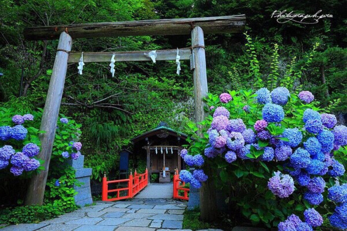 紫阳花 神奈川县镰仓市明月院 寺内的紫阳花品种在日语中叫做 ヒメアジサイ 公主紫阳花 刚开时呈淡蓝色 随着时间的推移会逐变深 堆糖 美图壁纸兴趣社区