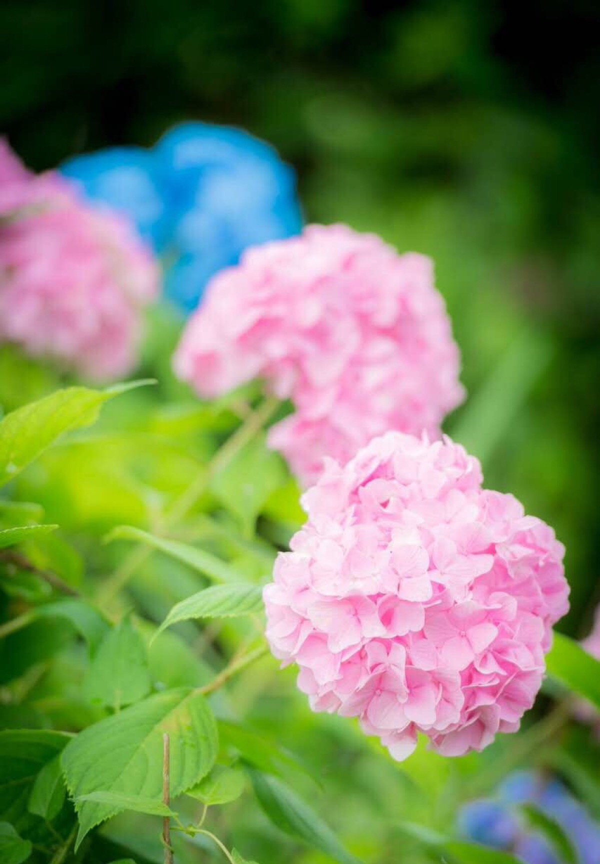 紫阳花壁纸 日本 堆糖 美图壁纸兴趣社区