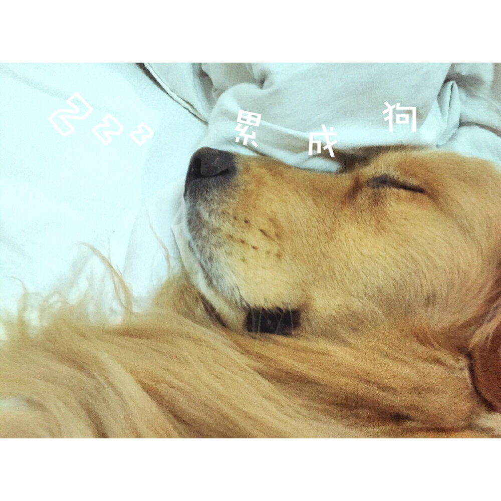 萌宠 金毛狗狗 累成狗(^_^)娃累坏了 - 堆糖,美图壁纸