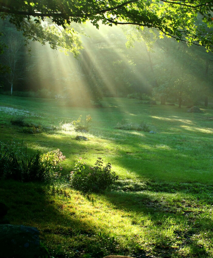 清晨的阳光 照在草地上 草 在结它的种子 …-堆