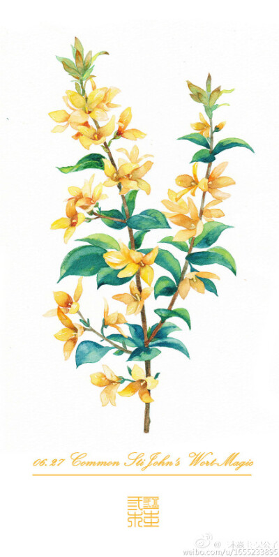 27 生日花:小连翘(common stijohn"s wort) 花语:魔法(magic)