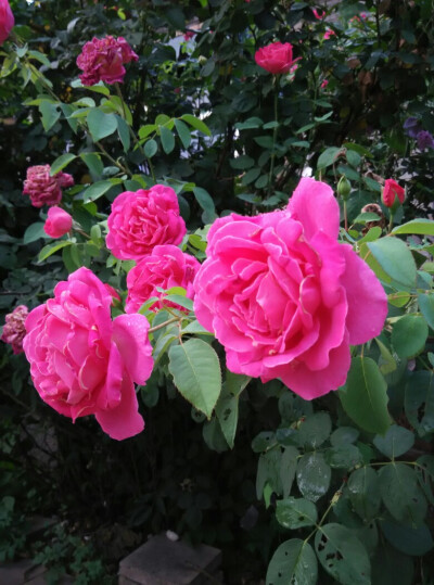 院子风景之月季花