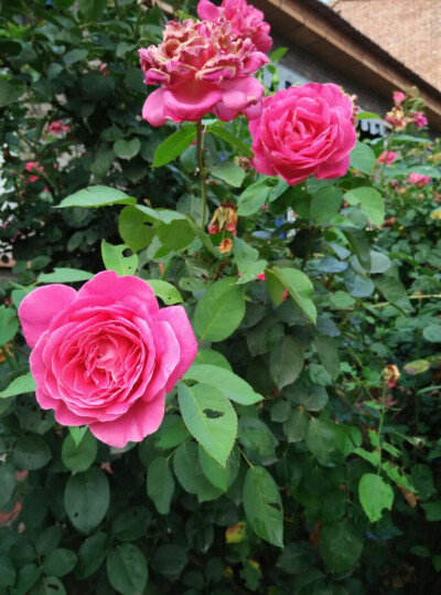 院子风景之月季花