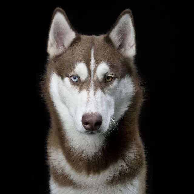 目前摄影师正在计划拍摄狮子,狼,海象,熊猫等