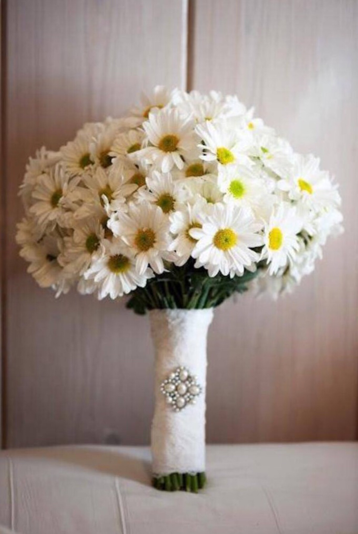 雏菊