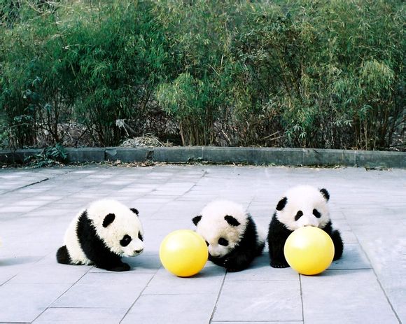 熊猫 国宝 小时候 可爱 萌物