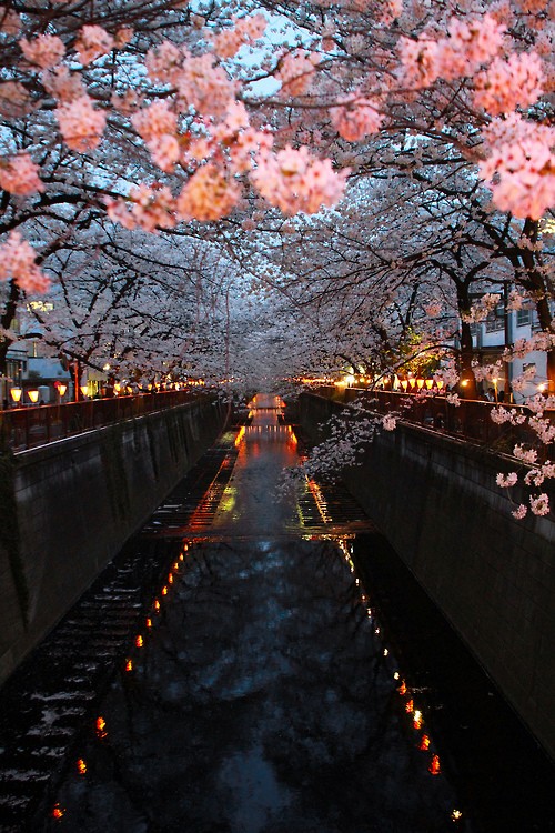 风景樱花夜景小路 堆糖 美图壁纸兴趣社区