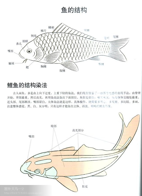 鱼的画法