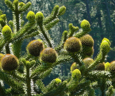 智利南洋杉 araucaria arancana(molina k.