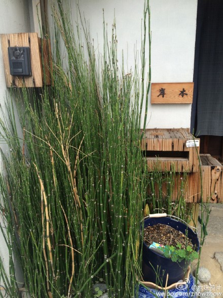 日本京都屋宅常见的植物 有点像竹 木贼 堆糖 美图壁纸兴趣社区