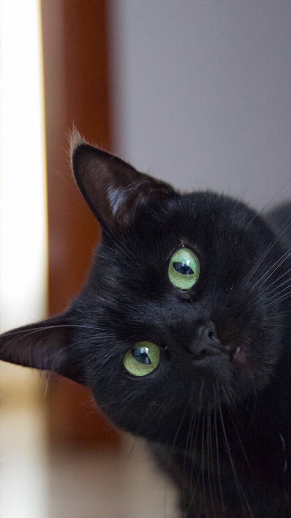 iphone6 锁屏 壁纸 平铺 可爱 猫猫 喵星人 猫咪 宠物 动物