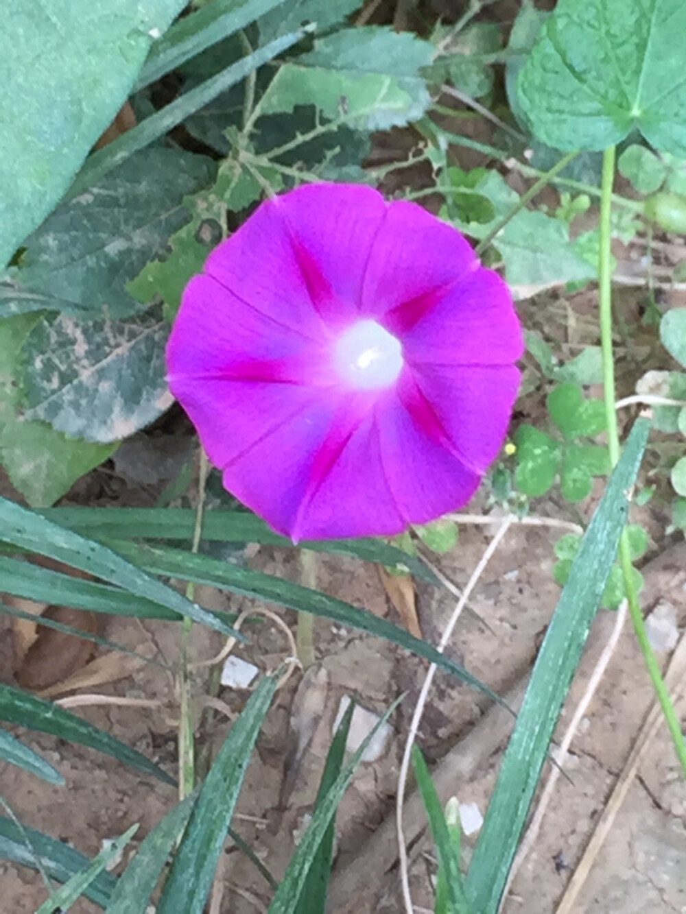 变色中的牵牛花