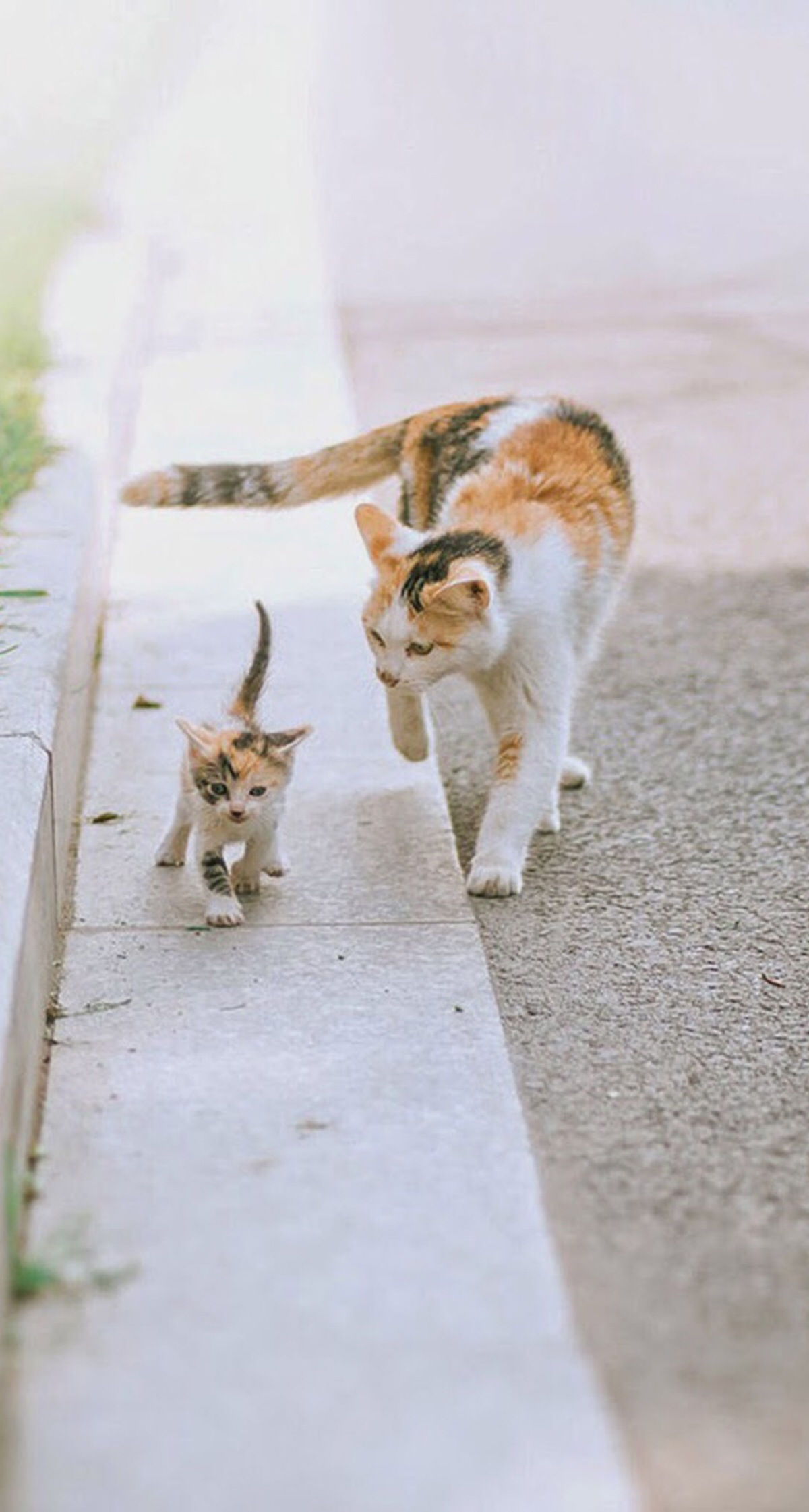 大猫小猫 堆糖网