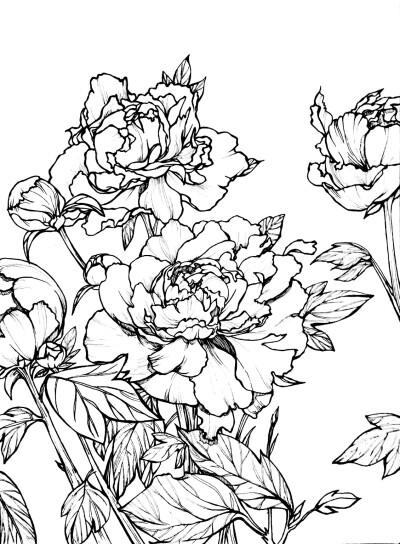 近期手绘植物花卉作业,牡丹(原照片源自网络,二次创造)