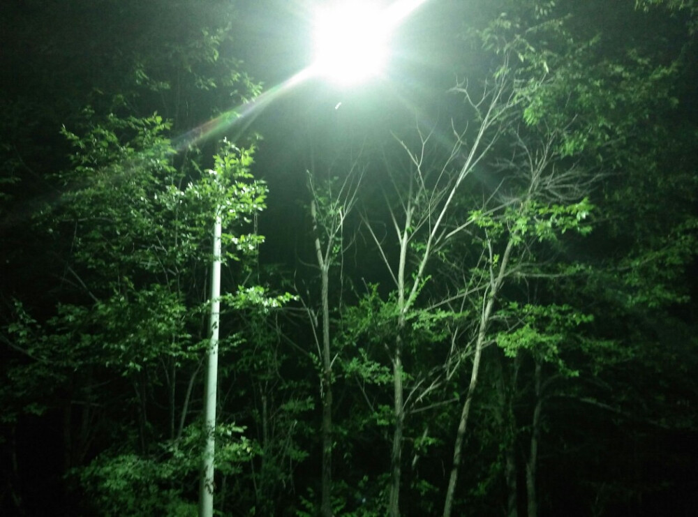 路灯下的树