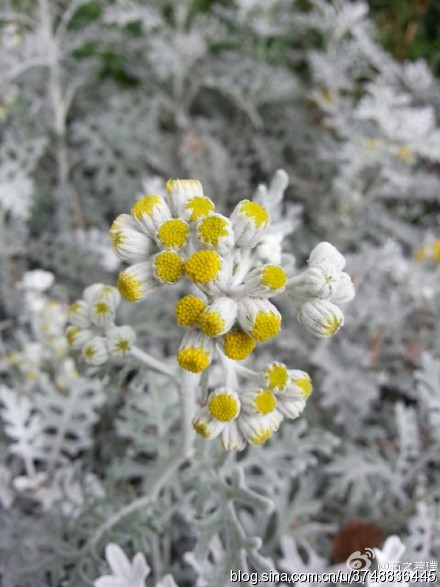 石之若璞 花事 夏日觅花影 中文学名 银叶菊 学名 Senecio Cineraria 英名 Dusty Miller 别称 雪叶莲 银叶艾 灰叶蒿 狼毒黄蒿 菊科 千里光属 堆糖 美图壁纸兴趣社区